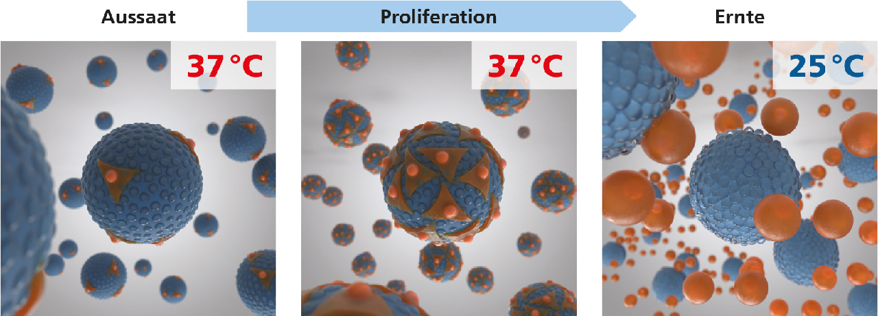 Thermoresponsive Mikropartikel in der Zellkultivierung: Die Kombination thermoresponsiver Polymerbeschichtungen mit Mikropartikeln ermöglicht die effiziente Kultivierung von Zellen. 